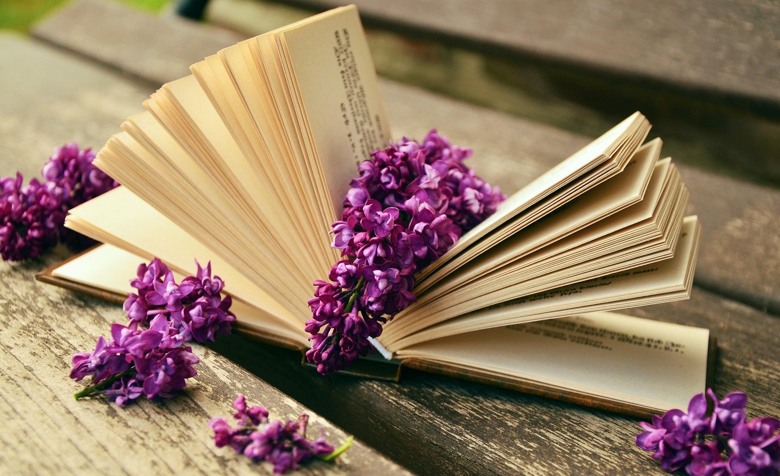 purple lilac flowers in book on wooden bench